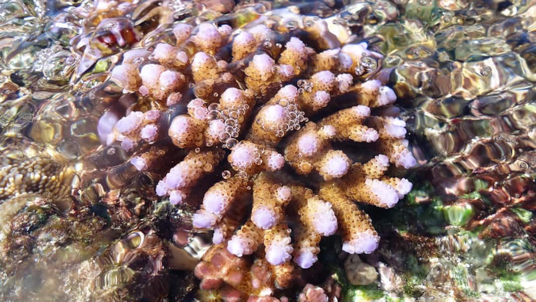 Eton Reef Corals