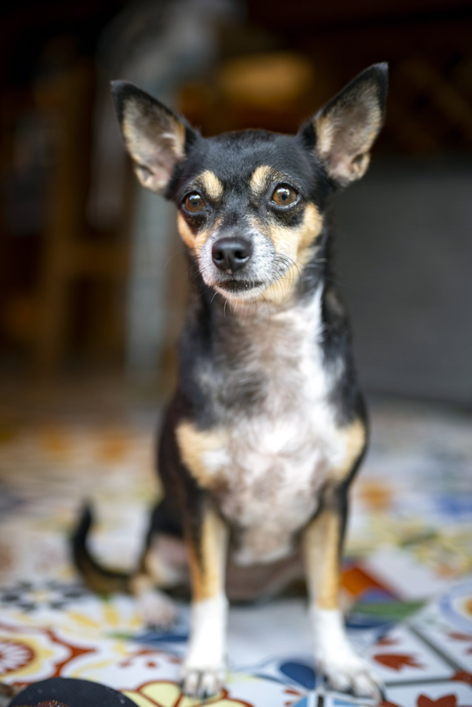 Little Security Dora