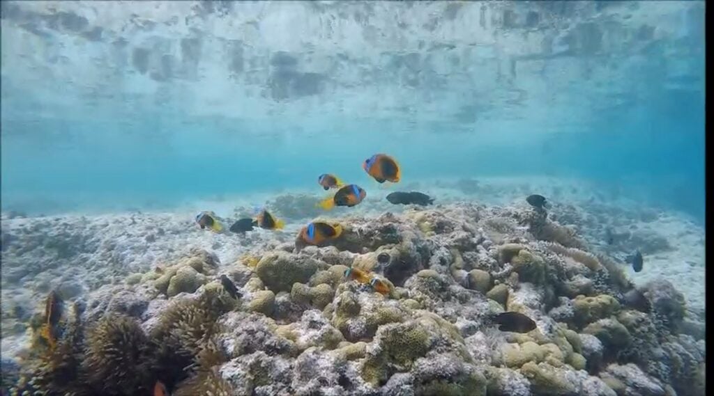 Snorkelling at Papaya Villa: Explore Our Private Reef in Vanuatu