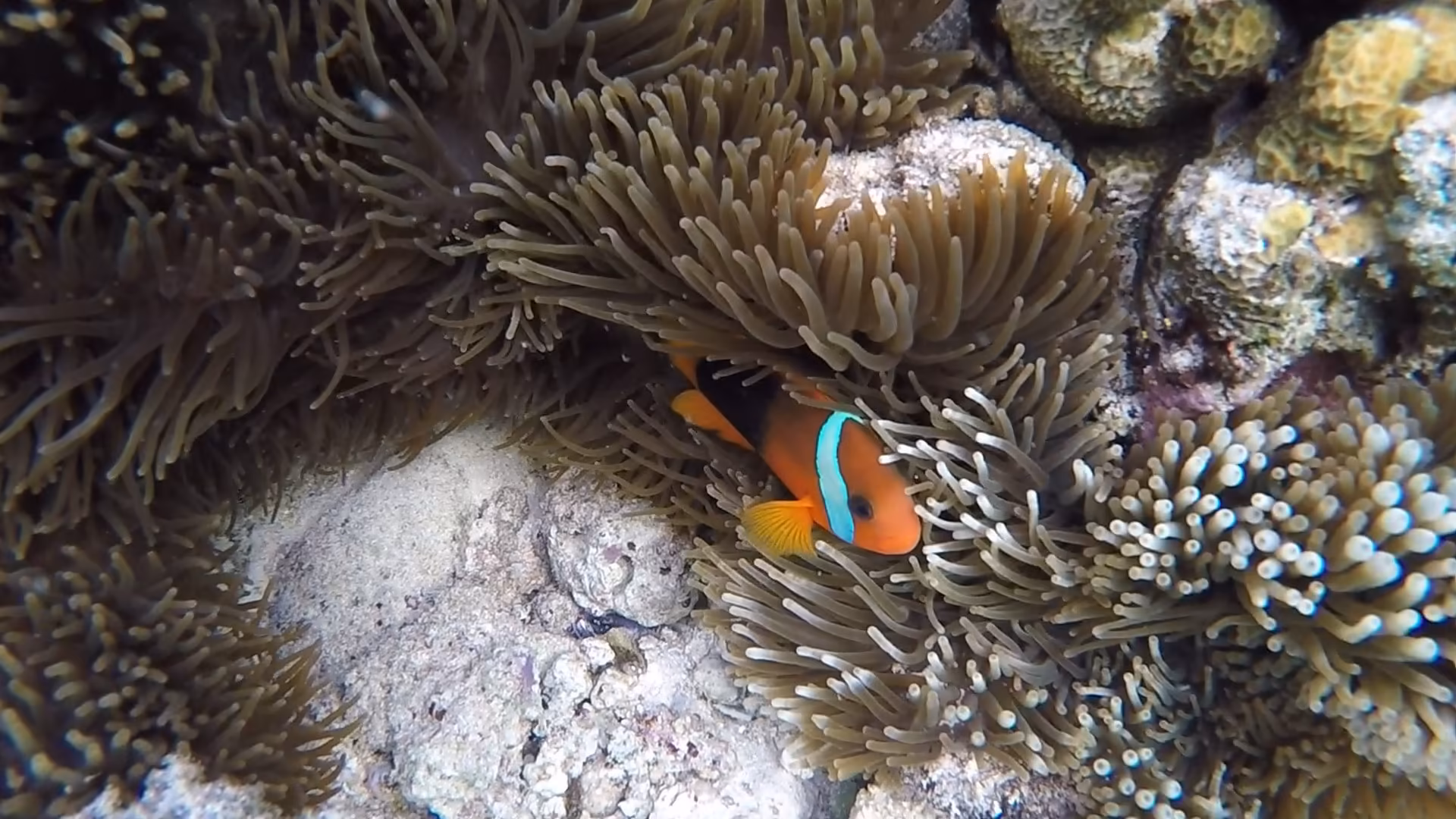 Cinnamon Clown Fish